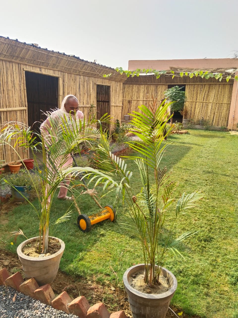 Nurturing medicinal plants at the herbal garden